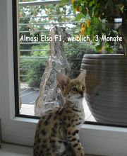 Almasi Savannah Cats (Rassekatzenzucht) Bild 3