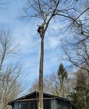 Happy Stump Tree Service image 14