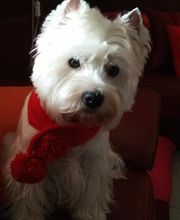 Le Salon des Stars image 6