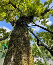 Arbre & Co Sàrl Bild 6