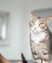 Tierarzt Schlüter Kiel, Tierarztpraxis Schlüter Bild 5