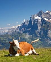 Cabinet Vétérinaire Entre de Bonnes Pattes Bild 5