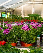 Blumen Marr Bild 2