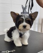 A FLAIR ALLURE image 8