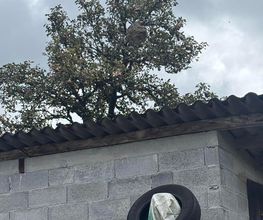 LRL 3D image 5