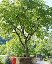 Camping la Ferme de Perdigat image 5