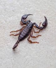 Logicomed Sagl Bild 3