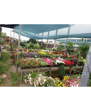 Gärtnerei & Baumschule Arndt Bild 1