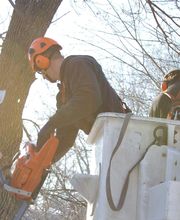 SavATree - Tree Service & Lawn Care image 19