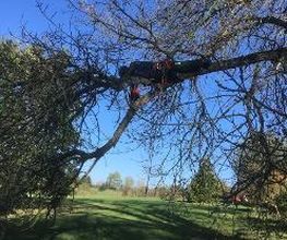 Normandie Arboriste image 3