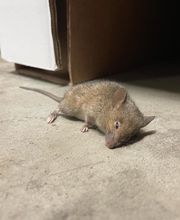 Dérat Guêpe 26 image 20