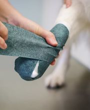 Tierarzt Gütersloh, Kleintierpraxis Isselhorst Bild 9