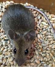 Lorillou Ets image 14