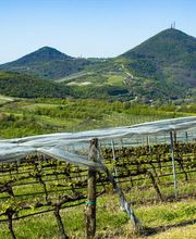 Gallery Professionale