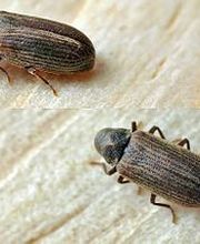 Agence Antiparasitaire Du Bois Pontivy image 7