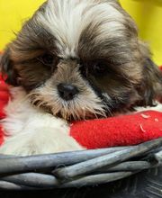 Manusset Sylvie image 17