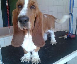 Animalook image 5