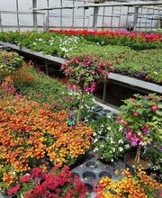 Blumen Krippner Bild 4