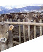 pirenaica-societat-cooperativa-limitada-vacas-03.jpg