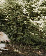 A-Z-Hundetraining Bild 6