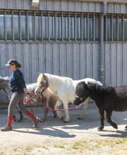 Manège et Poney Club de Presinge Bild 8