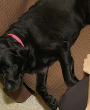 Skippack Animal Hospital image 4