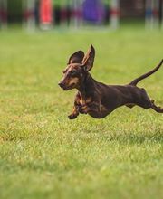 Reinado Canino imagen 9