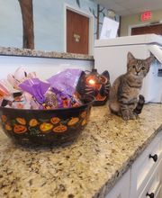 Pinetree Animal Hospital image 15