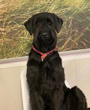 Hundesalon Farah Bild 14