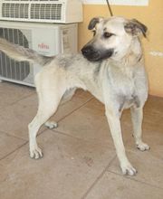 adopcion-animal-03-g.jpg