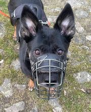 Hundeschule Thea Grothe Bild 9