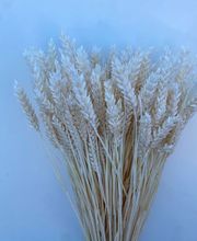 NATURA - FIORI SECCHI PAPA immagine 8