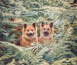 Tierfotografie Susanne Elendt Bild 7