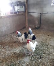 La Ferme du Morillon LFDM image 3