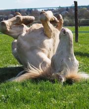 Centre Equestre les Petites Rivières image 5