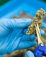 Lume Cannabis Dispensary Evart, MI image 5