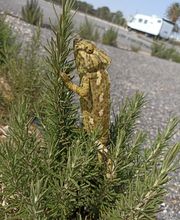 Camper Area Cabo de Gata imagen 16