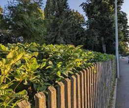 Gartenservice Cedric Rother Bild 5