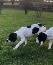 Dominique Ferland Florence image 1