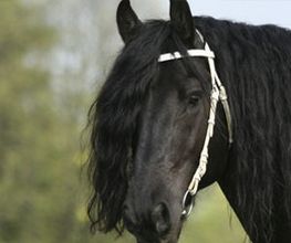 Landb Mech Bedr Bosgra BV Ruiterhuis