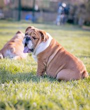 Winny Bull Family image 12