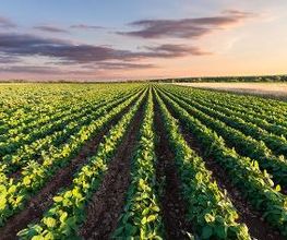 Transagro Agricultura imagen 2