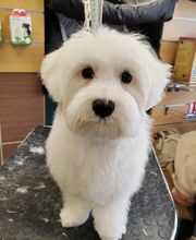 La Canicherie image 4