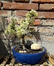 Gartenbau J.Müller Bild 1