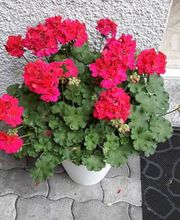 Schwab Fleurs SA Bild 9