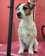 Tom&Co Chinon - Animalerie - Dog Wash image 16