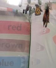 Debary Sonshine Academy image 15