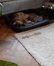 Hund bellt wenn ich nicht da bin.