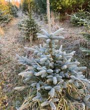 Christbaumverkauf Starnberg by J. Zwick Bild 15
