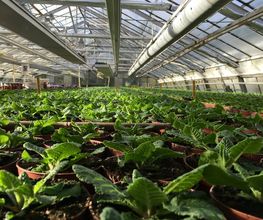 Blumen Joos GmbH Bild 7